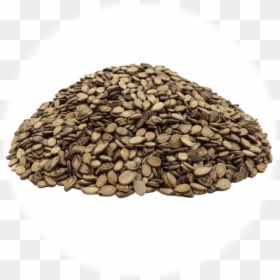 Sunflower Seed, HD Png Download - watermelon seed png