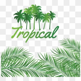 Leaves Decoration With Tropical Coconut Background, - Linux Networking, HD Png Download - tropical background png