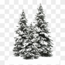 Tree Trees Christmas Christmastree Snow Winter Wintertr - Pine Tree Snow Png, Transparent Png - snowy trees png