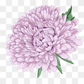 Delicate Purple Hand Drawn Chrysanthemum Decorative - Flower, HD Png Download - purple divider png