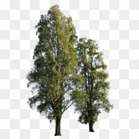 Tree Png, Transparent Png - group of trees png