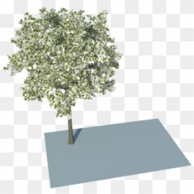 Plane, HD Png Download - group of trees png
