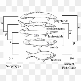 Alternative Trees And Group Names Of The Major Living - Sister Group Of Fish, HD Png Download - group of trees png