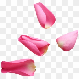 Transparent Petalos De Rosa Png - Petalos De Rosa Png, Png Download - petalos png