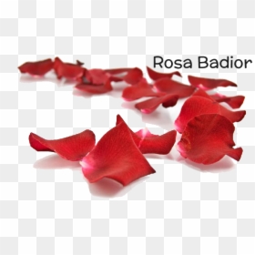 Transparent Petalos De Rosa Png - Petal, Png Download - petalos png