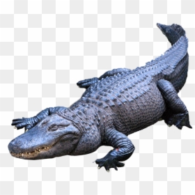 Clip Art Image Of Alligator, HD Png Download - cartoon alligator png