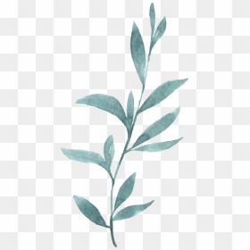 Russian Olive, HD Png Download - watercolor plants png