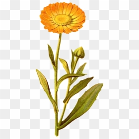 Yellow Flower Transparent Decorative - Sunflower, HD Png Download - watercolor plants png
