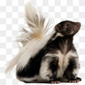 Download And Use Skunk Icon Png - Skunk Png, Transparent Png - striped background png
