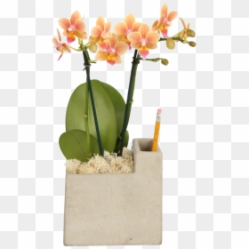 Cattlianthe Jewel Box, HD Png Download - desk plant png