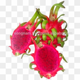 Song Nam Red Flesh Dragon Fruit From Vietnam - Pitaya, HD Png Download - dragon fruit png