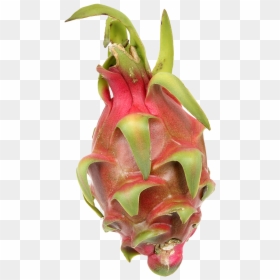 Pitaya, HD Png Download - dragon fruit png