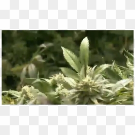 Polémica Sobre La Marihuana Medicinal - Bud, HD Png Download - cigarro marihuana png