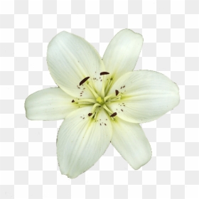 White Lily Flower - Lily Flower Transparent Background, HD Png Download - png flower images with transparent background