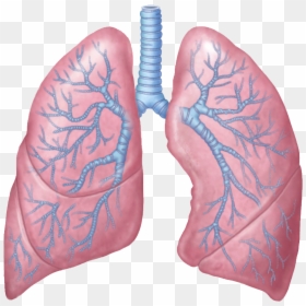 Lungs Free Png Image - Human Lungs Png, Transparent Png - lung png