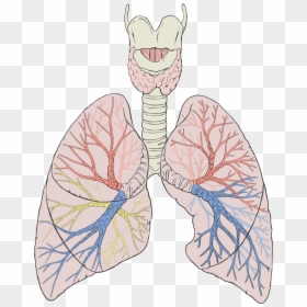 Dog Lungs Diagram, HD Png Download - lung png