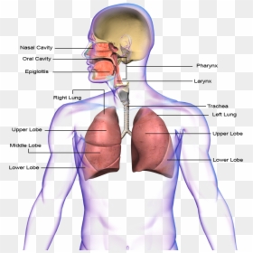 Png Transparent Images - Respiratory System Png, Png Download - lung png