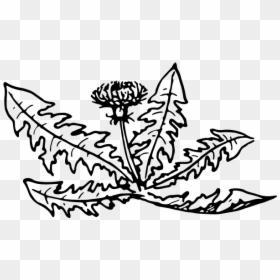 Dandelion-1574855073 - Free Dandelion Plant Line Drawing, HD Png Download - dandelion clipart png