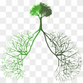 Transparent Green Plants Png - Transparent Tree Lungs Png, Png Download - lung png