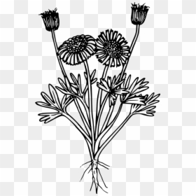 Stem,dandelion,flowering Plant,black And White,coloring - Botanical Wild Flower Transparent, HD Png Download - dandelion clipart png
