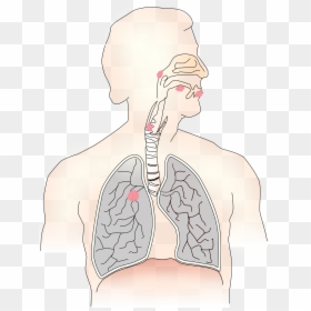 Transparent Boobs Clipart - Our Lungs, HD Png Download - lung png