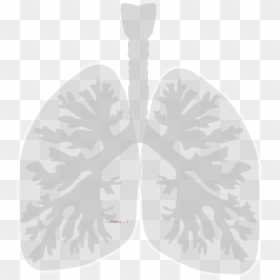 Lung Cancer, HD Png Download - lung png