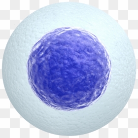Pc Img - Egg Cell Transparent Background, HD Png Download - human cell png