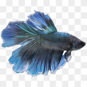 Transparent Betta Fish Clipart - Blue Betta Fish Png, Png Download - beta fish png