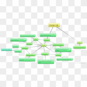 Concept Map Of Human Cells, HD Png Download - human cell png
