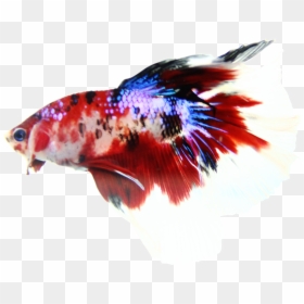 Betta Koi Galaxy Png, Transparent Png - beta fish png