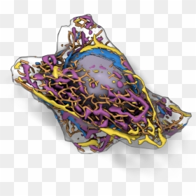 Allen Cell, HD Png Download - human cell png