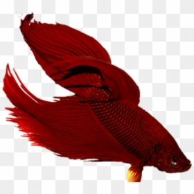 Transparent Redfish Clipart - Snapper, HD Png Download - beta fish png