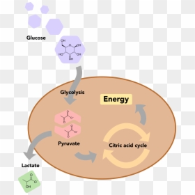 Human Cell Png, Transparent Png - human cell png