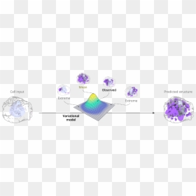 Picture - Probabilistic Model, HD Png Download - human cell png