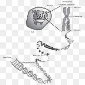 Ultra Structure Of Chromosome, HD Png Download - human cell png