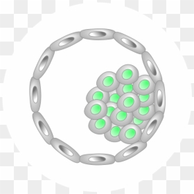 Embryo Icon - Circle, HD Png Download - human cell png