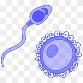 Image Of Blue Germ Cells, Sperm And Ovum - Sexual Reproduction Clipart, HD Png Download - human cell png