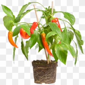 Chili Pepper - Flowerpot, HD Png Download - chili peppers png