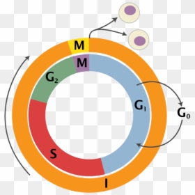 Cell Cycle Png, Transparent Png - human cell png