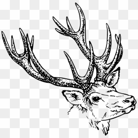 Monochrome Photography,deer,horn - Horns Black And White Clipart, HD Png Download - moose antlers png