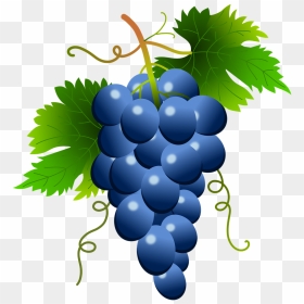 Grape Vector Png White Clipart , Png Download - Blue Grapes Clipart, Transparent Png - grapes vector png