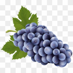 Transparent Grapes Clipart - Grapes Clipart Png, Png Download - grapes vector png