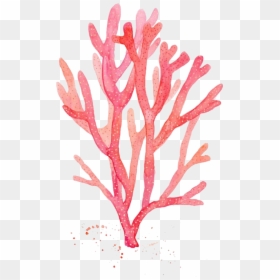 Clip Art Vermelho Aquarela Desenho De - Watercolor Coral Png, Transparent Png - coral clipart png