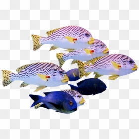 School Of Fish Transparent, HD Png Download - coral clipart png