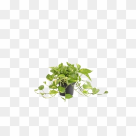 Transparent Hanging Ivy Png - Houseplant, Png Download - hanging ivy png
