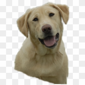 Free Clipart Yellow Lab, HD Png Download - chocolate lab png