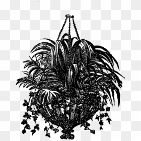Black And White Plant Hanging Drawing Transparent, HD Png Download - hanging ivy png