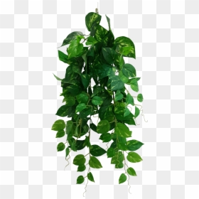Hanging Philodendron Bush 73cm - Heart Leaf Philodendron Transparent, HD Png Download - hanging ivy png