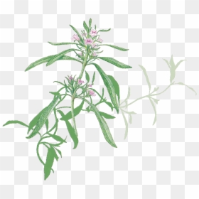 Savory, HD Png Download - hanging ivy png