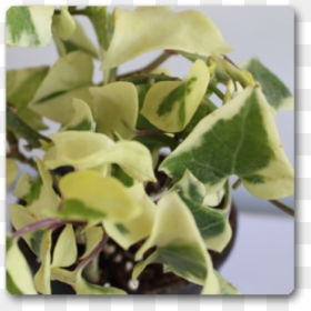 English Ivy In Hanging Baskets, HD Png Download - hanging ivy png